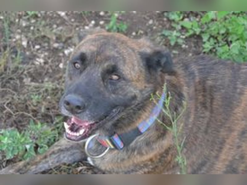 Emile und seine Hundefreunde suchen dringend eine liebevolle neue Bleibe