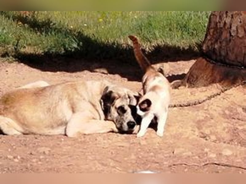 Bijou, ein überaus freundlicher Wachhund