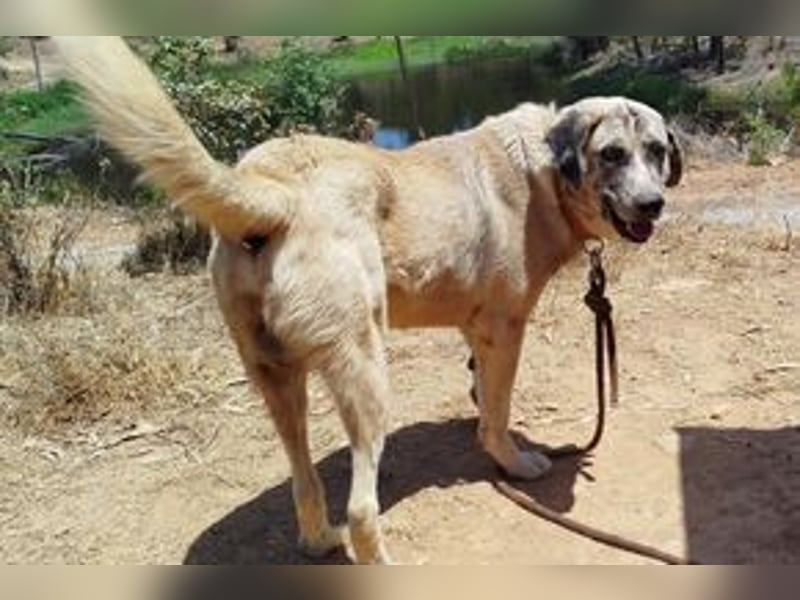 Bijou, ein überaus freundlicher Wachhund