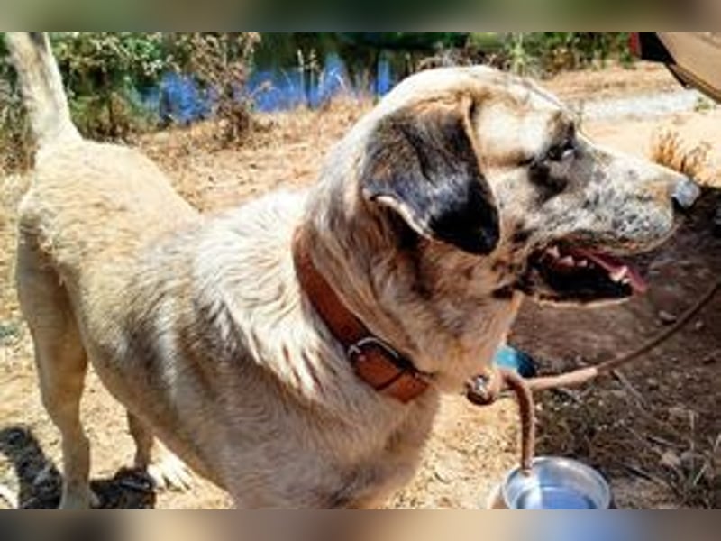 Bijou, ein überaus freundlicher Wachhund