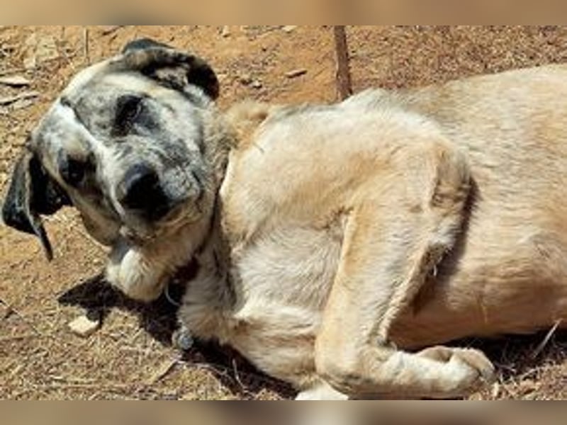 Bijou, ein überaus freundlicher Wachhund