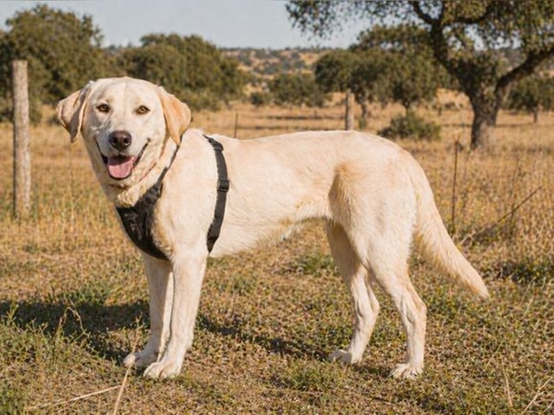 Doya – ein großer Schatz