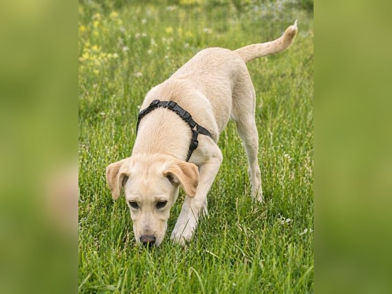 Ronaldo – ein junger Sunnyboy