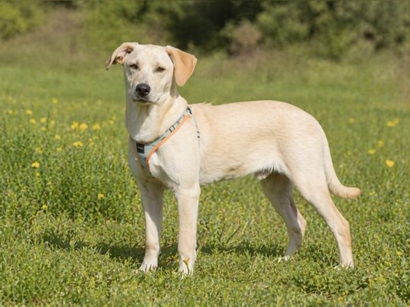 Chris - freundlich und neugierig