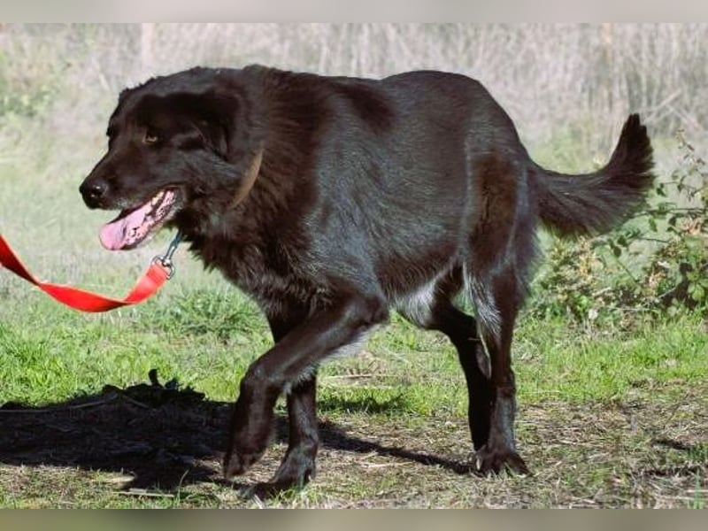 Mike – ein Goldschatz