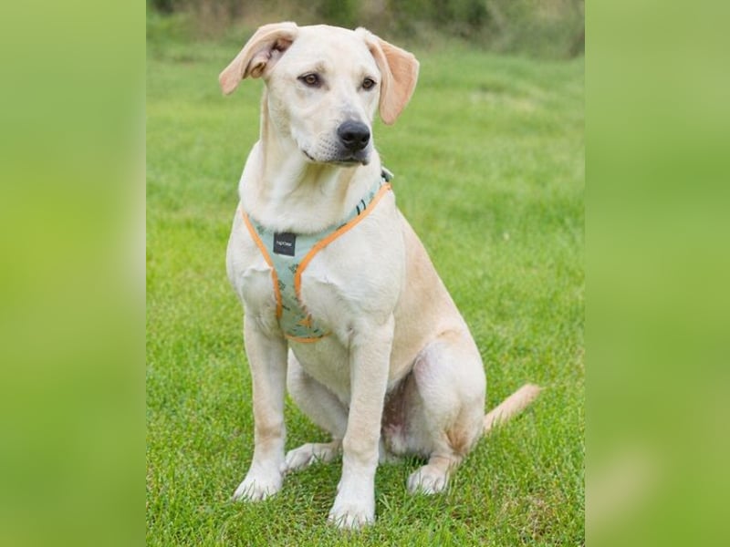 Chris - freundlich und neugierig