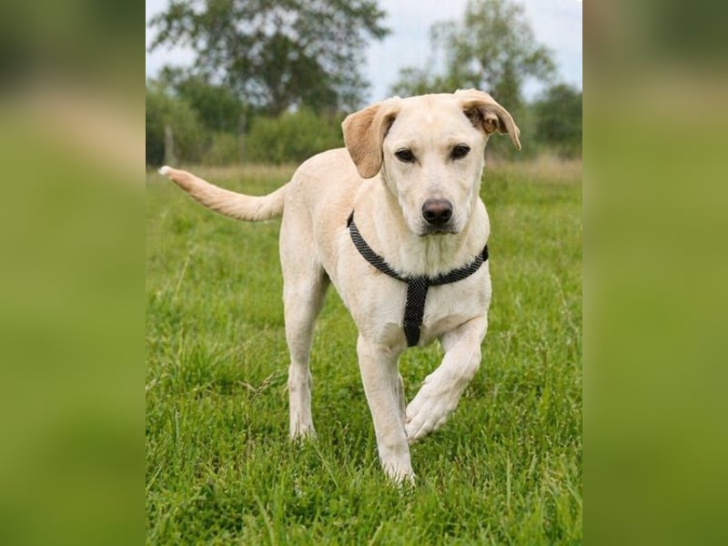 Ronaldo – ein junger Sunnyboy