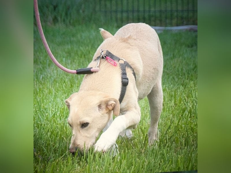 Ronaldo – ein junger Sunnyboy