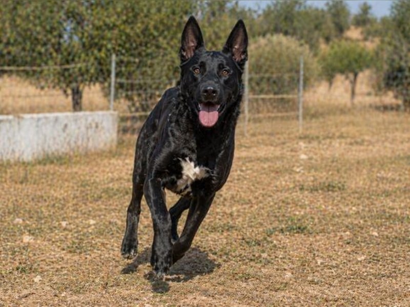 Luke – ein prima Kumpel