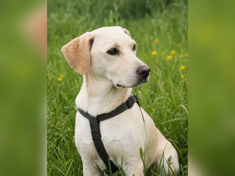 Ronaldo – ein junger Sunnyboy