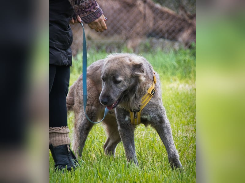 Nirvana – eine sensible Hündin