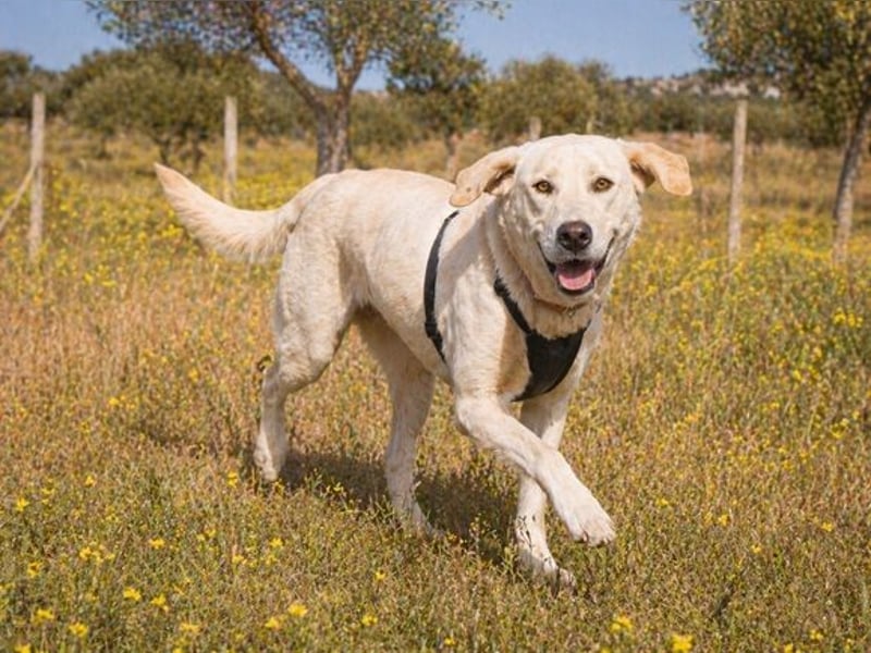 Doya – ein großer Schatz