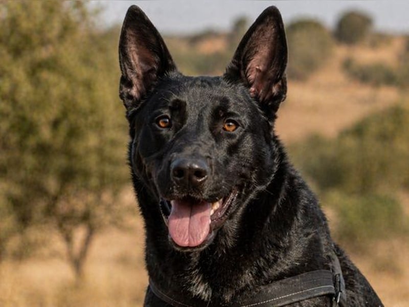 Luke – ein prima Kumpel