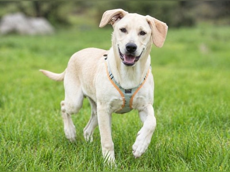 Chris - freundlich und neugierig