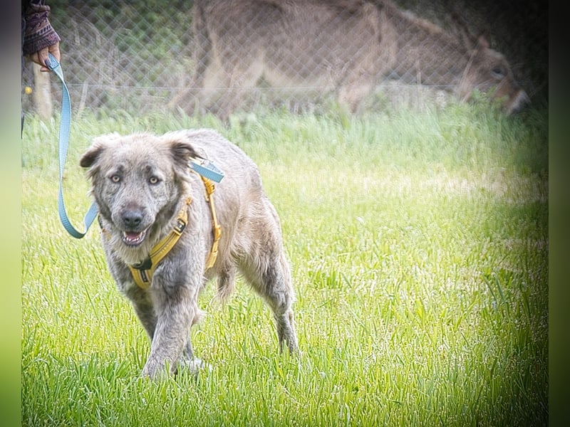 Nirvana – eine sensible Hündin