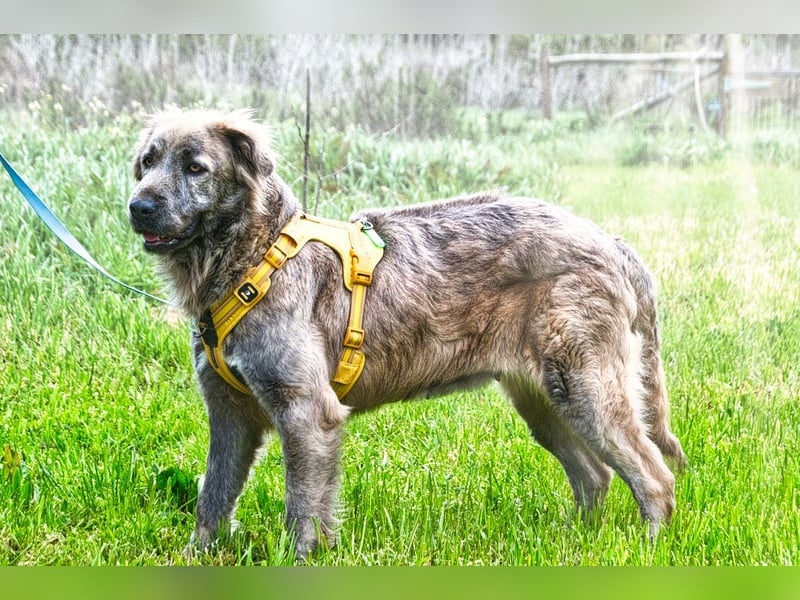 Nirvana – eine sensible Hündin