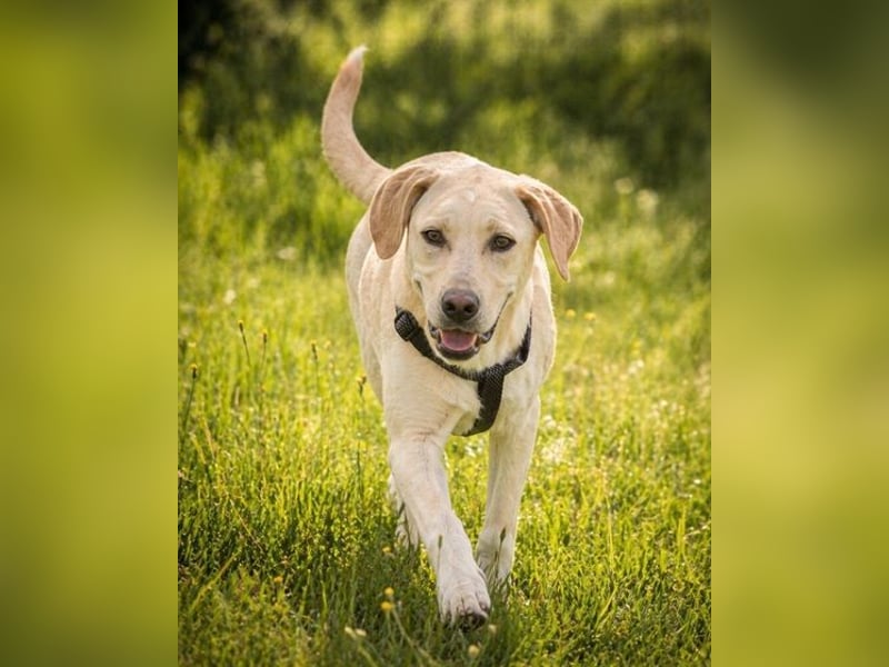 Ronaldo – ein junger Sunnyboy