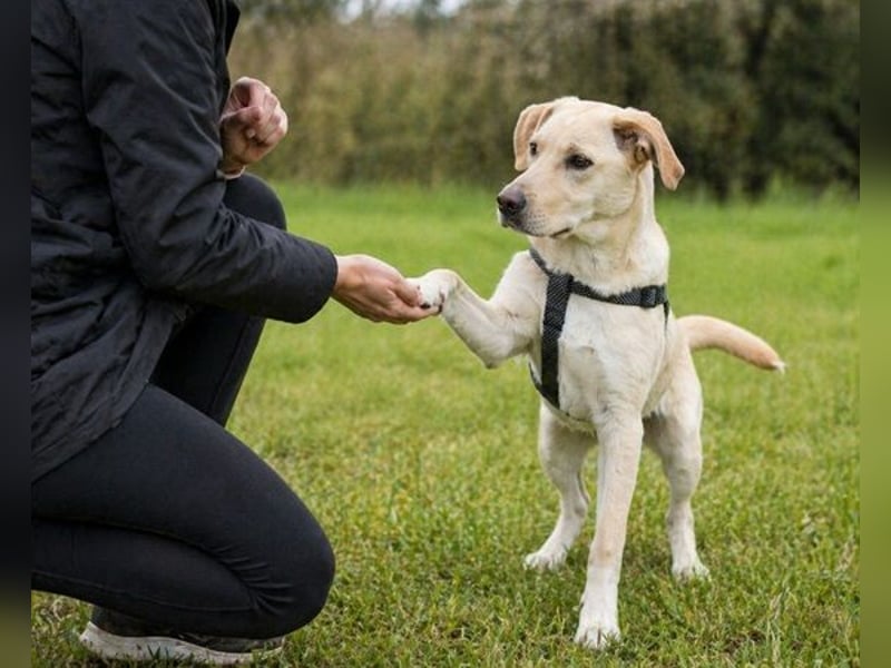 Ronaldo – ein junger Sunnyboy