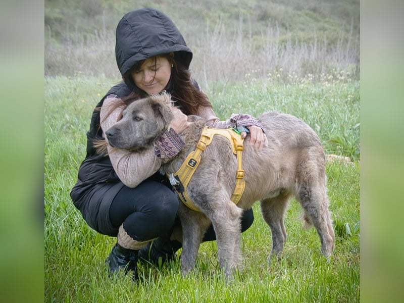 Nirvana – eine sensible Hündin