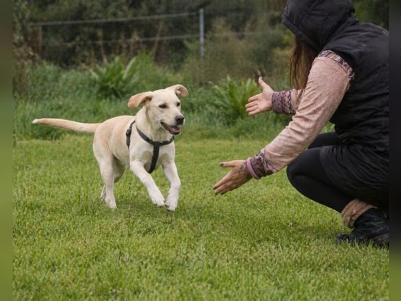 Ronaldo – ein junger Sunnyboy