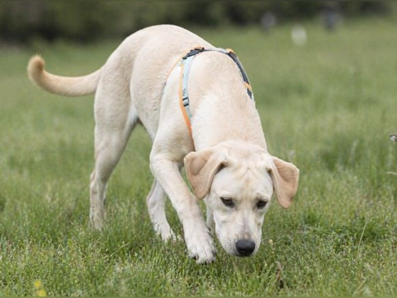 Chris - freundlich und neugierig