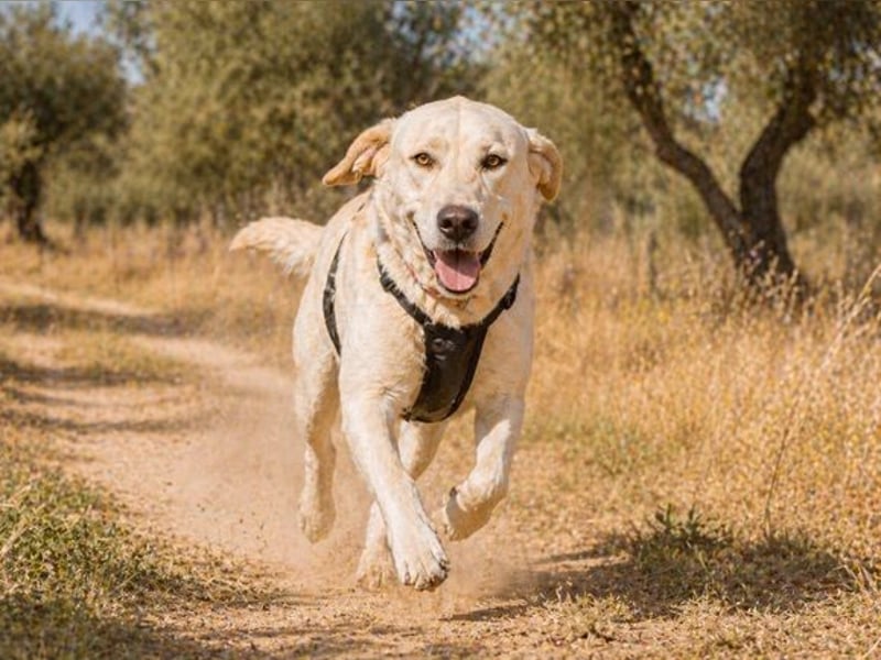 Doya – ein großer Schatz