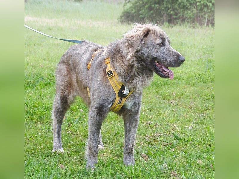 Nirvana – eine sensible Hündin