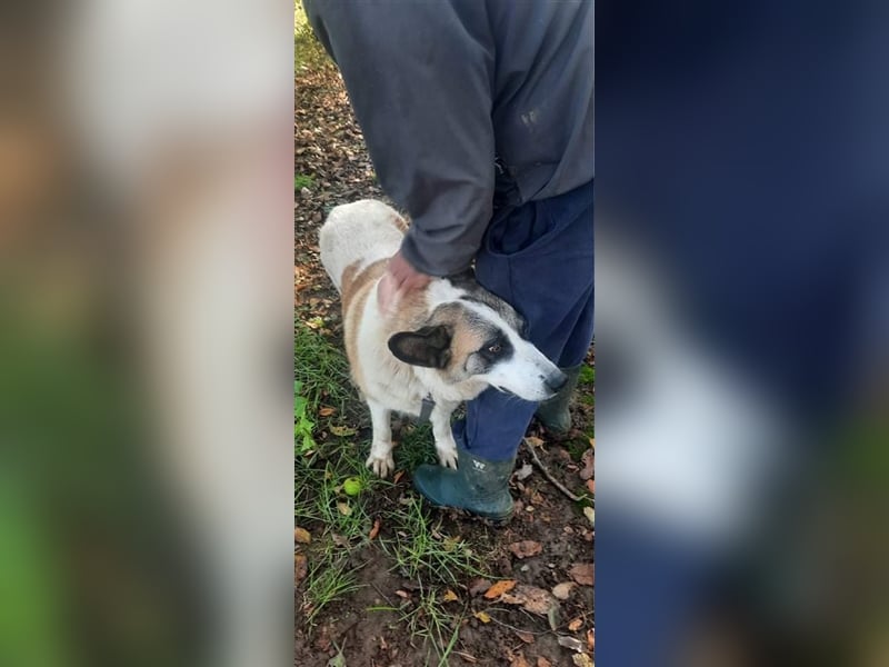 Eine unfassbar liebe und anschmiegsame Hundedame