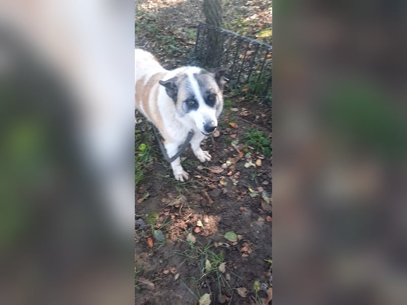 Eine unfassbar liebe und anschmiegsame Hundedame