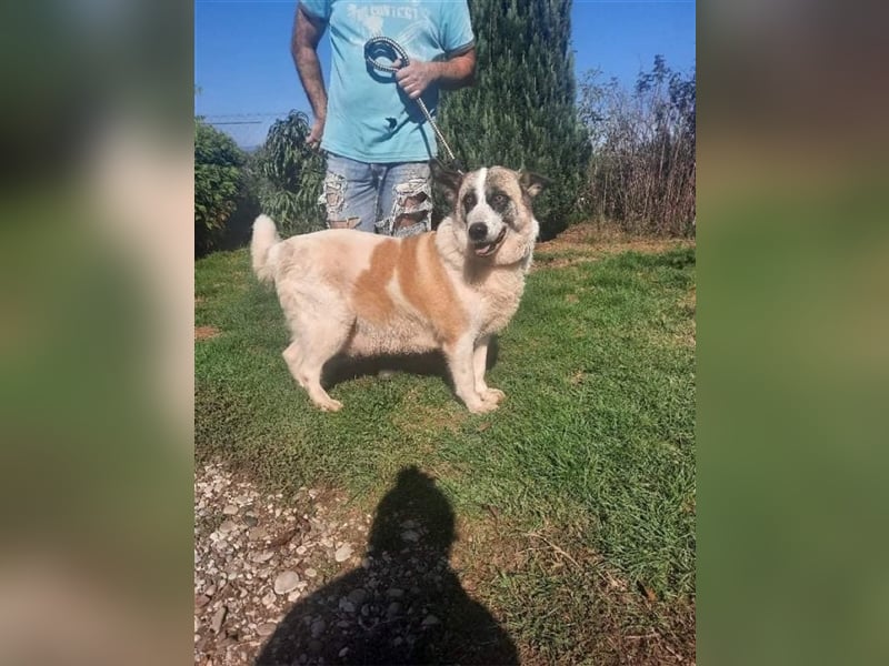 Eine unfassbar liebe und anschmiegsame Hundedame