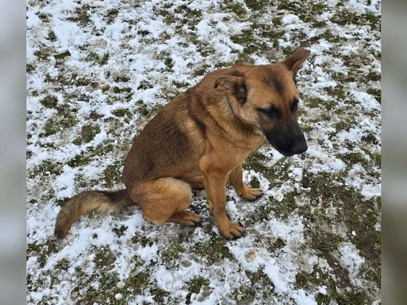 Kate  wünscht sich endlich ein zu Hause ....