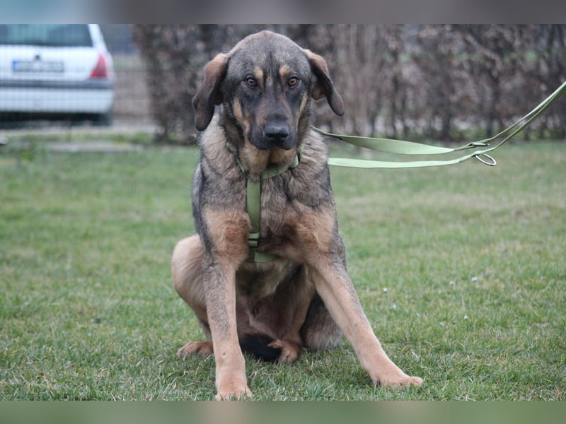 Pablo – leise Seele sucht seine Familie...