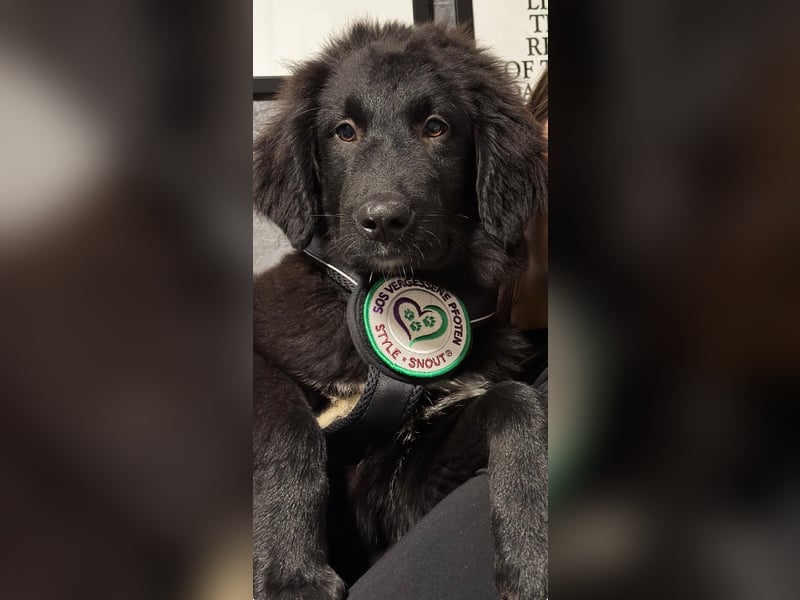 Lassi sucht seine Lieblingsmenschen...