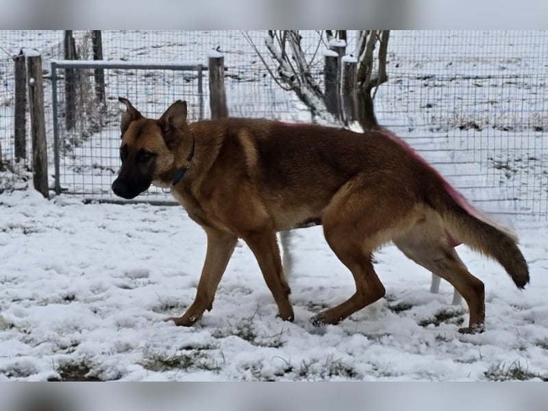 Kate  wünscht sich endlich ein zu Hause ....