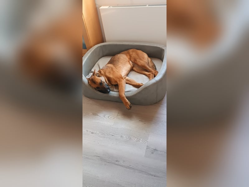 Kate  wünscht sich endlich ein zu Hause ....