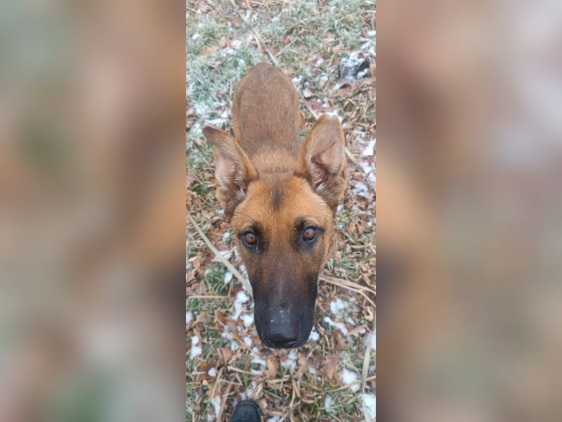 Kate  wünscht sich endlich ein zu Hause ....