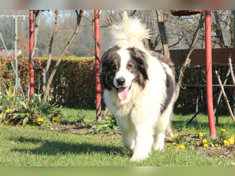 Bruno der sanfte Riese....