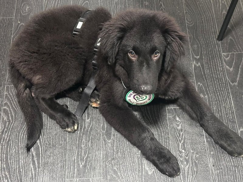 Lassi sucht seine Lieblingsmenschen...