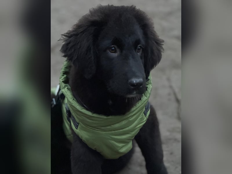 Lassi sucht seine Lieblingsmenschen...