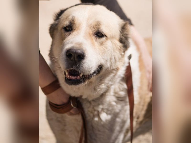 Jack ❤️ so menschenbezogen, verschmust und verträglich!