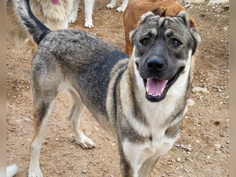 LOTTIE❤️HSH-Mix-Hündin: eine wahre Frohnatur und treue Begleiterin