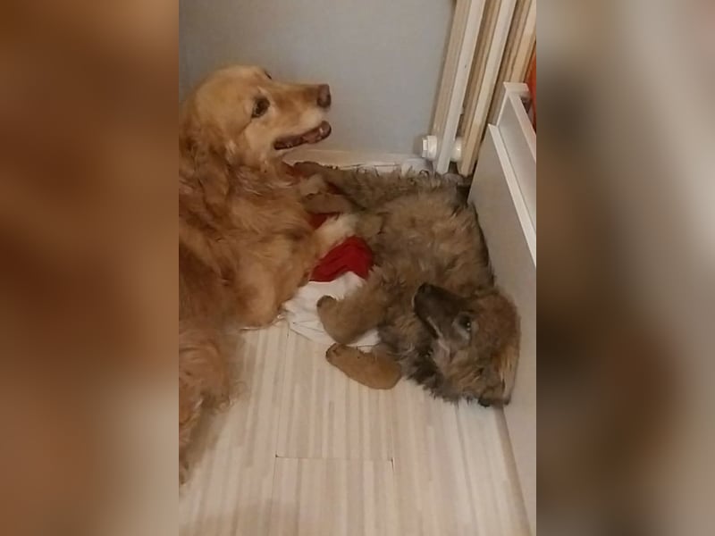 CEDRIC❤️Familienhund mit Kuschelgarantie