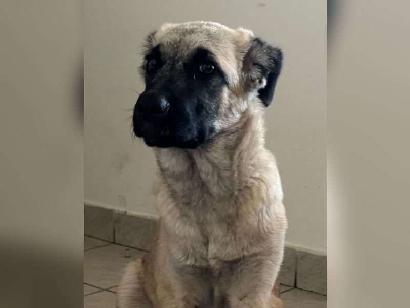 HSH-Mix LULU❤️ lebensfrohes Hundemädchen sucht dringend ein liebevolles Zuhause!