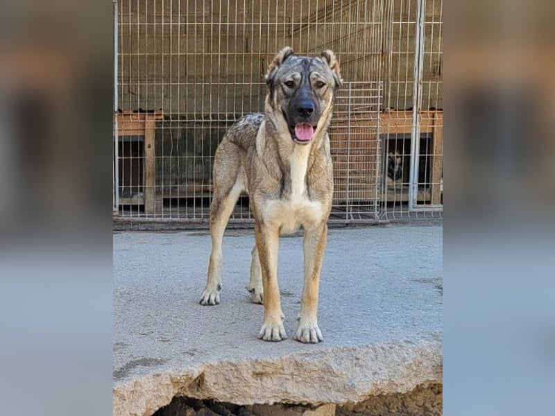 HSH-Mix LILY❤️sanfte, liebe Frohnatur sucht ein großes Zuhause