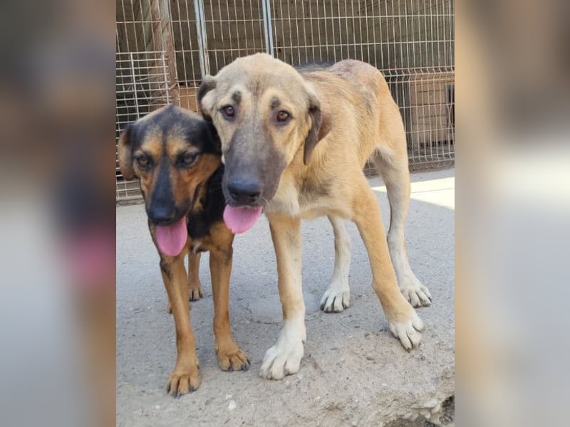 HSH-Mix Miriam ❤️ verspielt, aktiv, sucht dich!