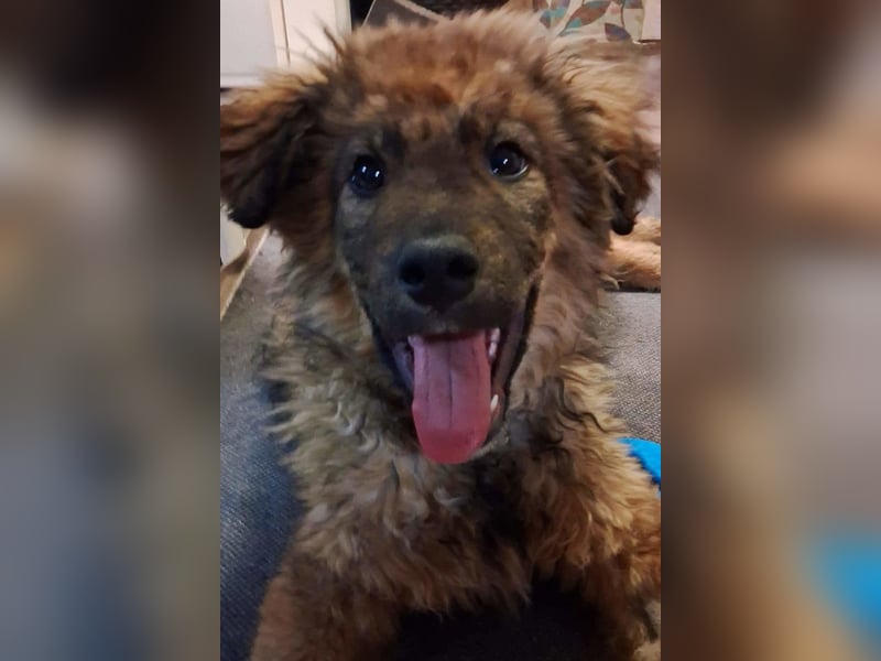 CEDRIC❤️Familienhund mit Kuschelgarantie