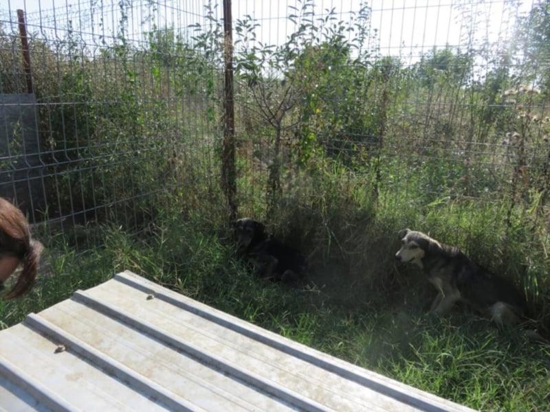 Milo - Gibt es auch für ihn seine Menschen?