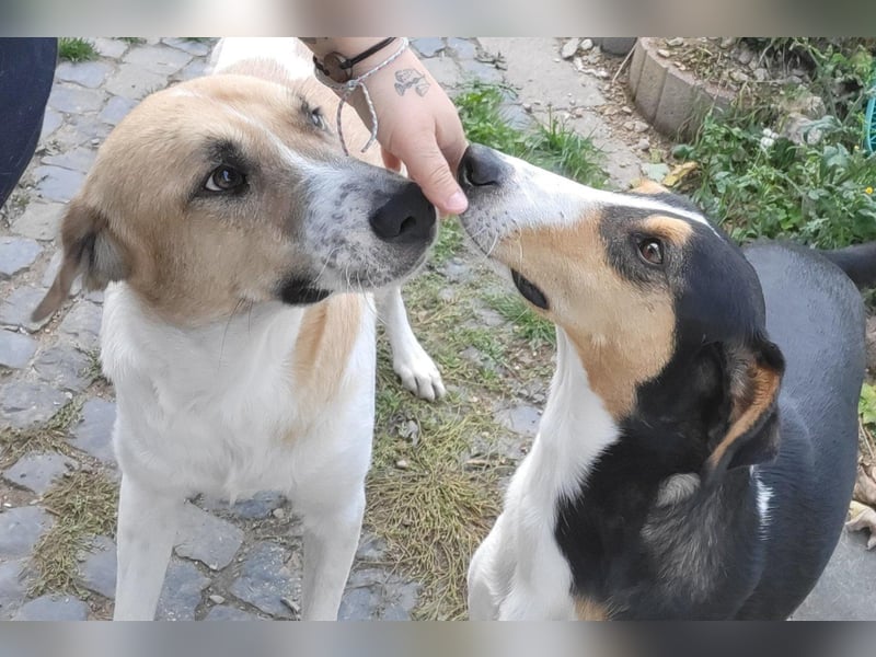 Felicio wartet in 99718 Greussen