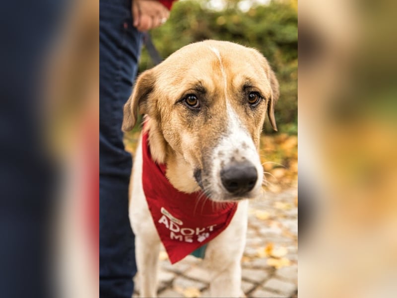 Felicio wartet in 99718 Greussen