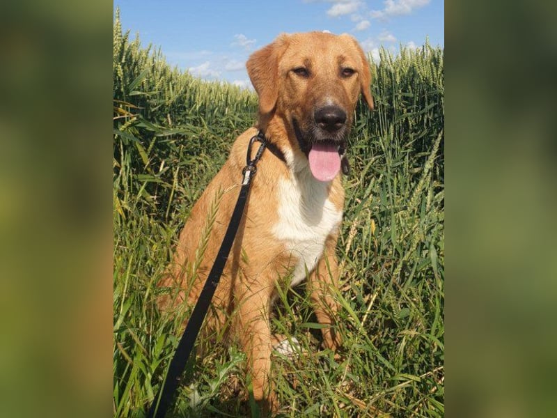 HSH-Mix-Lady ♥Suvi♥ wartet bereits in 63911 Klingenberg/Main